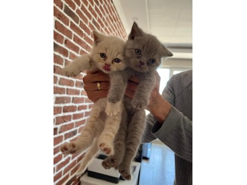 British Shorthair Yavru Kediler Ücretli Olarak Sahiplendirilecektir