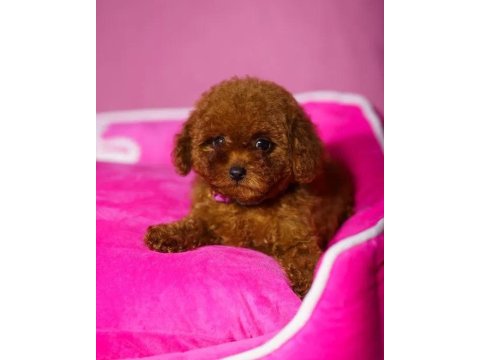 Ev Üretimi Oyuncak Poodle Yavrularımız