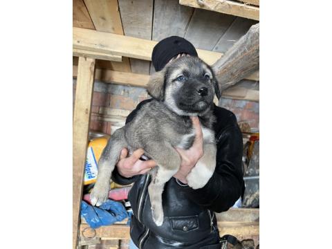 Her İle İlçeye Gönderim Sağlanır Sivas Kangalı