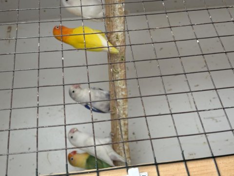 Cennet Papağanlarımız