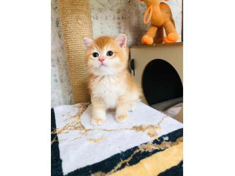 Sarı Scottish Oğlum