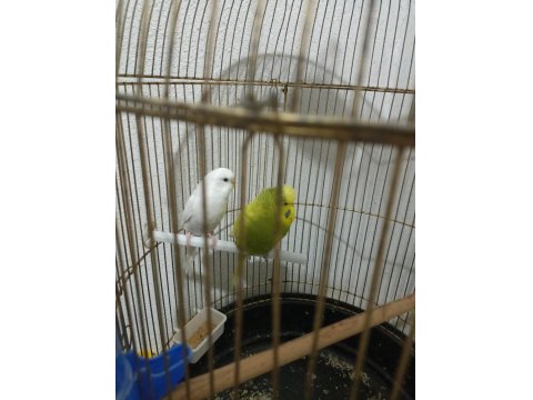 Sadece 4 Adet Muhabbet Kuşumuz Kaldı