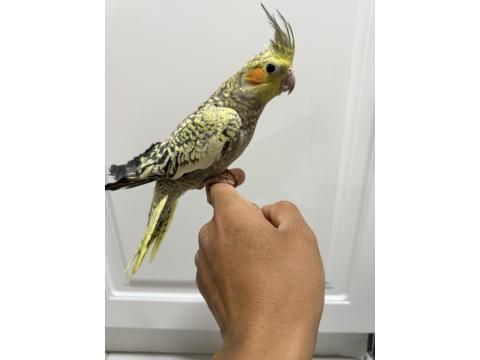 Sultan Papağanı Sahiplendirilir