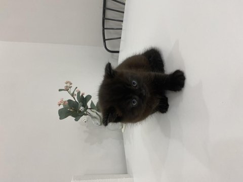 Tek Dişi Scottish Fold Yavrumuz Yeni Yuvasını Arıyor