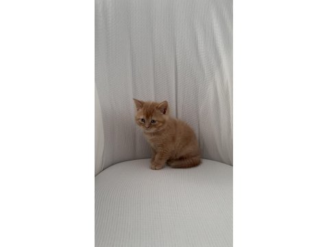 Bayram Şekeri Kedimiz