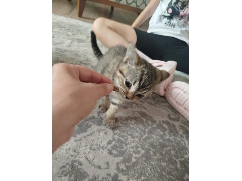 British Shorthair Fıstık Yeni Yuvasını Arıyor