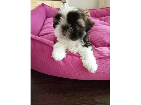 Ev Ortamında, Anne Altından Harika Shih Tzu Bebekler