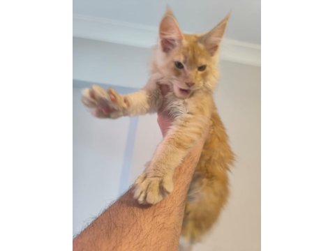 5 Aylık Maine Coon