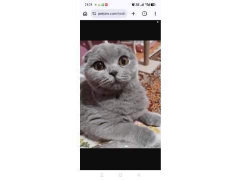 4 Aylık Scottish Fold - Malzemelerle Birlikte