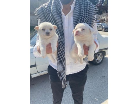 Spitz Yavrular Uygun