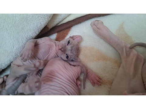 Şecereli Annenin Tatlı Elf Sphynx Yavruları
