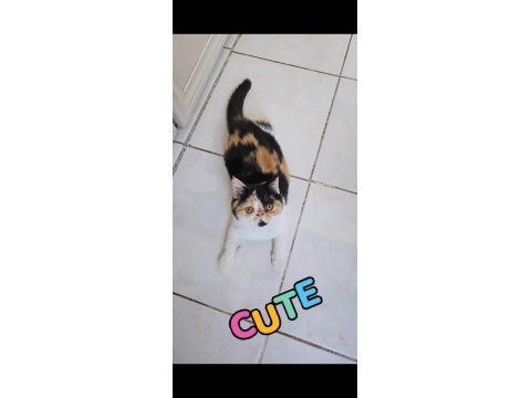 Calico Exotic Shorthair Dişi Yavrumuz