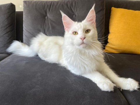 Safkan, Anne Ve Babası Şecereli Dişi Maine Coon **Uygun**