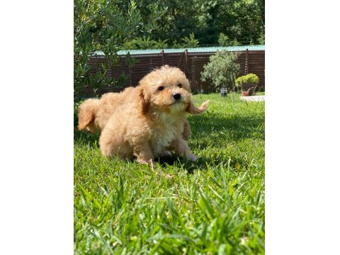 Kalite Ve Güvenin Adresinden Maltipoo Bebeklerimiz