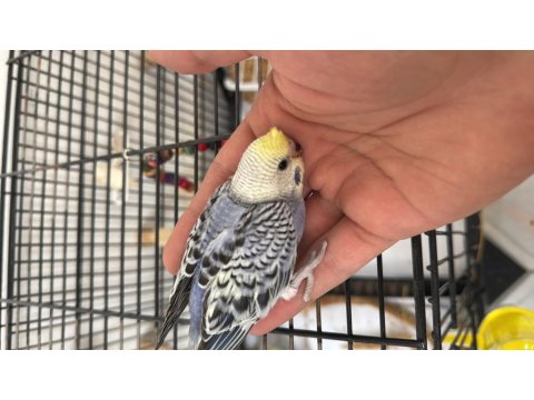 2 Yavru 1 Dişi Kuşlar