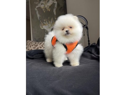 Ayı Surat Pomeranian Boo Köpekler
