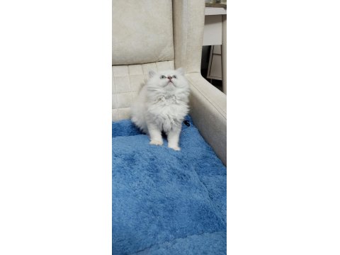 Yakışıklı Oyuncu British Longhair Oğlum