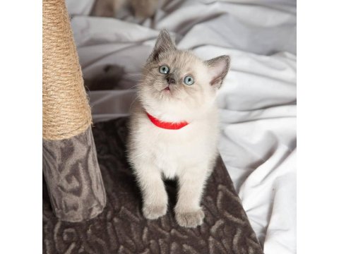 British Shorthair Sevimli Yavrular