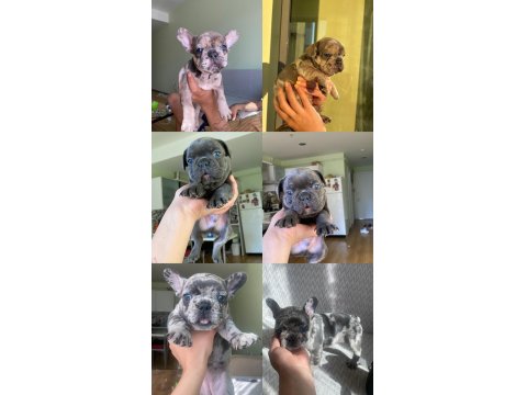 Çok Özel Lilac Tan Merle Ve Blue French Bulldog Yavrularımız