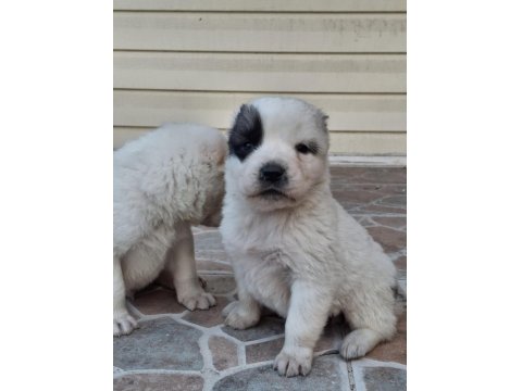 Geleceğin Devleri Safkan Erkek Ve Dişi Alabay Yavrularımız