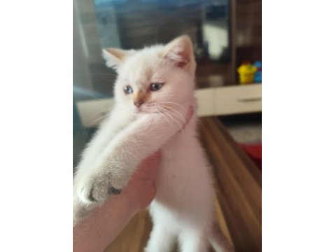 60 Günlük British Blue Point