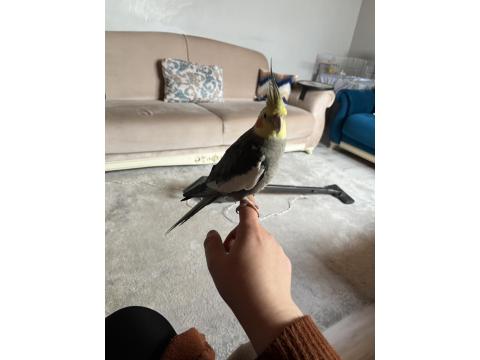 Yakışıklı 5 Aylık Eğitime Açık Sultan Papağanı