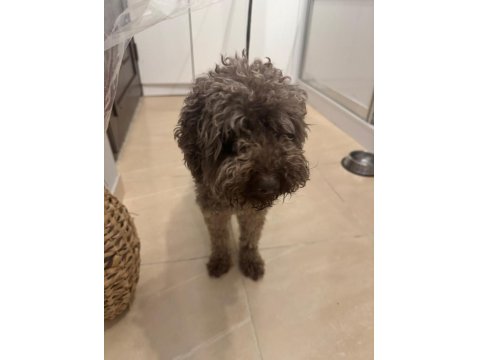 Kuki Duru Torunun Poodle