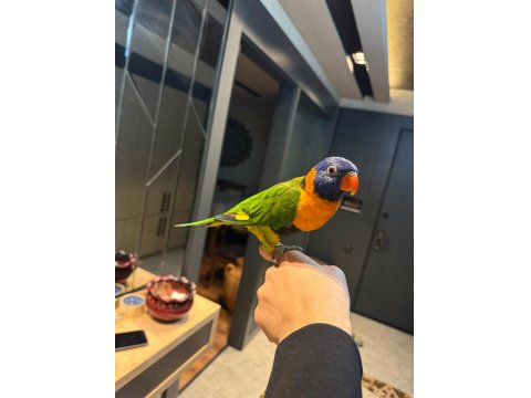 Full Evcil Konuşan Isırma Yok Lori Papağanı 81 İle Gönderim Var