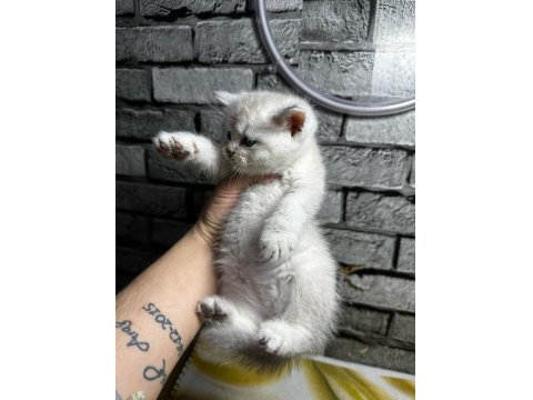 British Shorthair Erkek Lyxn Point Erkek