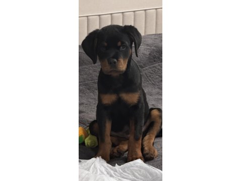 Yavru Rottweiler