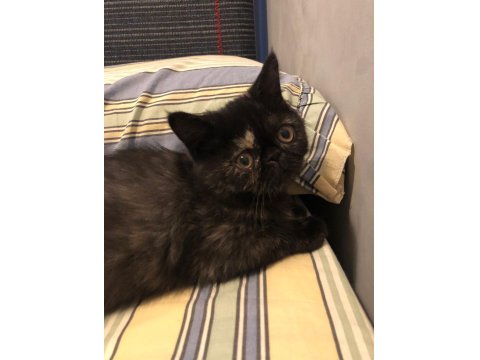 2.5 Aylık Dişi Exotic Shorthair