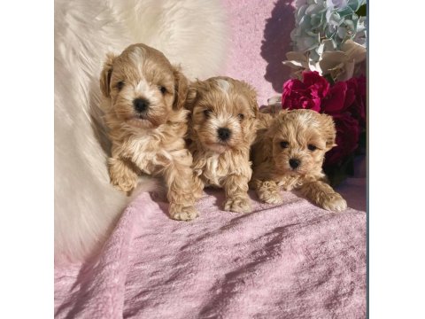 Maltipoo Mini Teacup Yavrularımız
