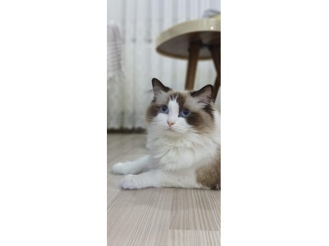 45 Günlük Orjinal Ragdoll Yavruları