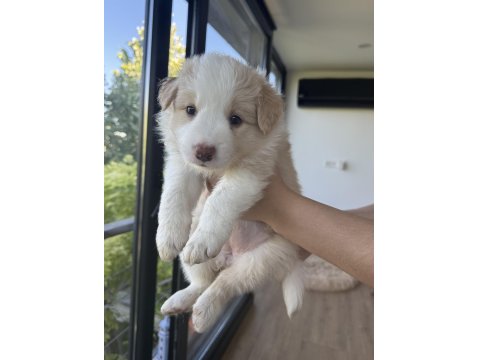 Dişi Border Collie