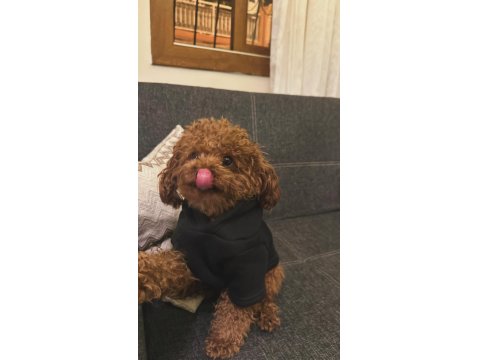 Kore Poodle Köpeğime Eş Bulma İlanıdır