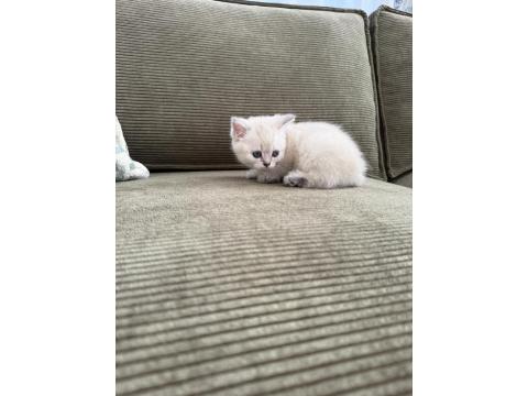 Ares'in Yavrusu Kedimiz