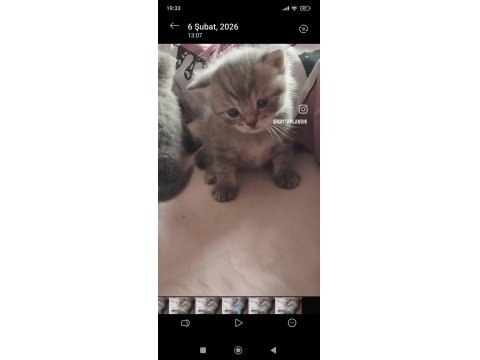 Kısırlaştırma Desteği Karşılığı Ücretsiz Kediler