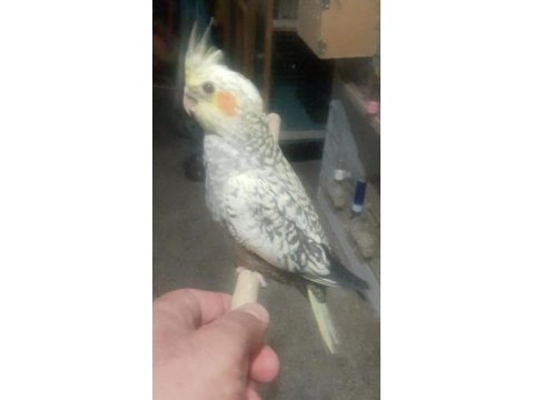 Ev Ortamında Üretilmiş Gayet Sağlıklı Sultan Papağanı Yavruları