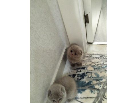 Scottish Fold Lilac Erkek