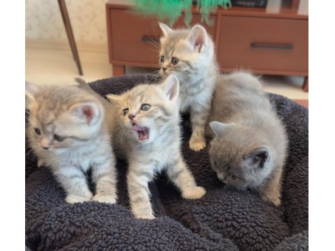 Lnxn Point British Shorthair Yavrular