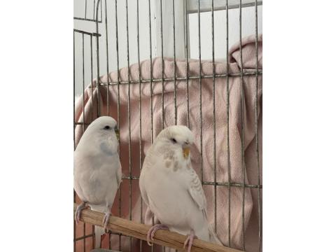 Muhabbet Kuşu Çift