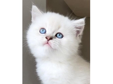 British Shorthair Yavrularımız