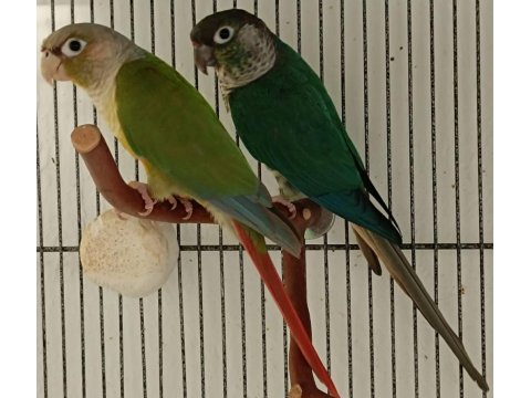 Dna Belgeli Konur Papağanı Takım 81 İle Gönderim Vardır