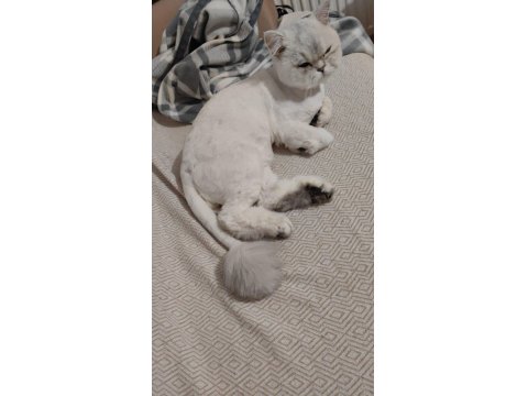 Yetişkin Erkek Kedimiz