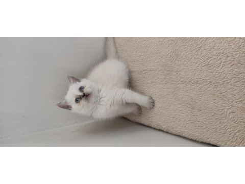 British Shorthair Yavruları