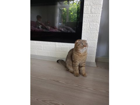 Tamamen Ücretsiz Kedi Evi İle Beraber