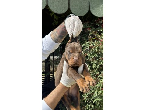 Şeceresiz Black Tan 30 Günlük Özel Doberman Yavrusu