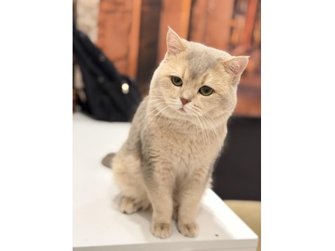 Nadir Güzellik Ay 11 British Shorthair (2,5 Yaş)