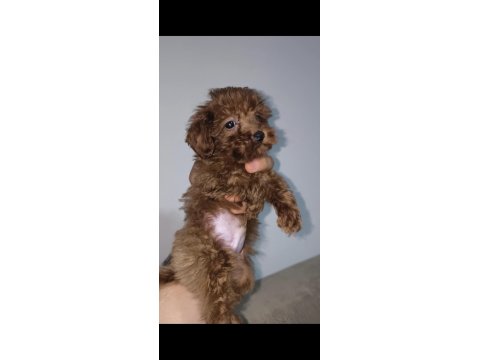Toy Poodle Red Brown