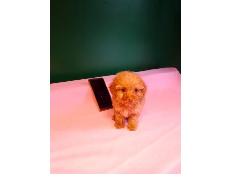 Teacup Poodle Yavrusu Köpeklerimiz